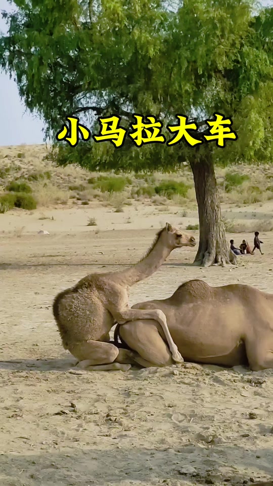 黑料吃 建议配合专业媒体共同使用