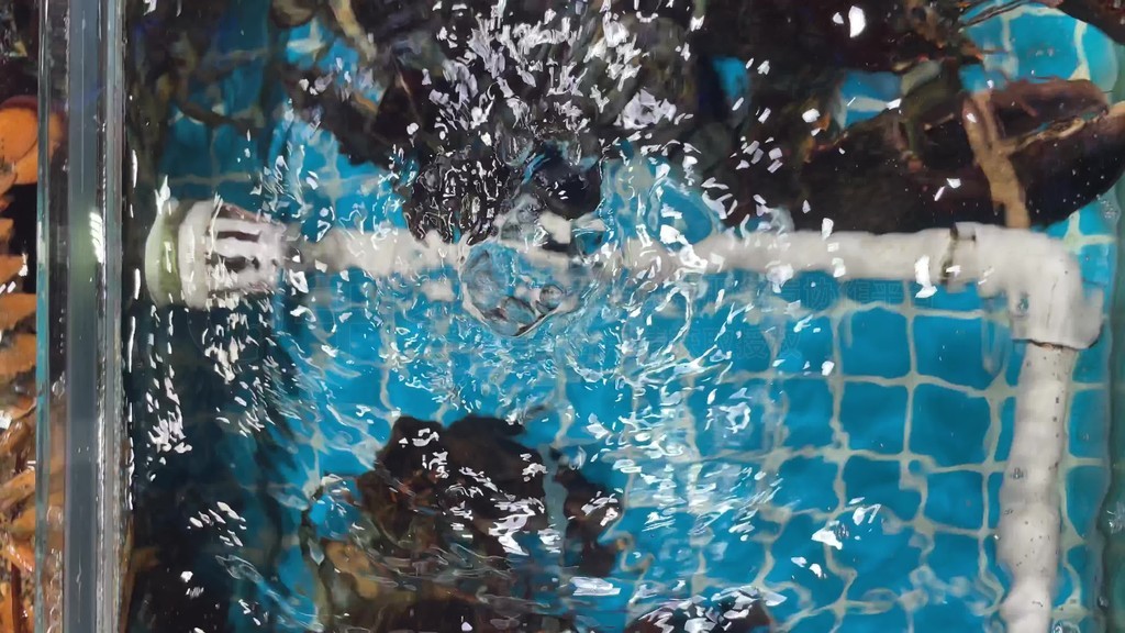 满天星啄木鸟 星啄啄木鸟:一种鸟类