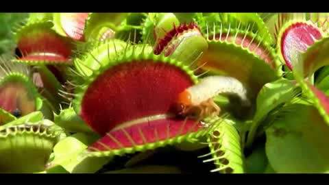 国产精品香蕉在线观看网址 让您在享受美味的国产同时海报