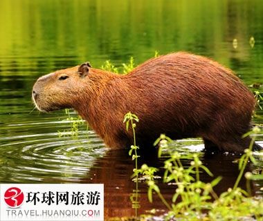 小枫里番在线观看海报