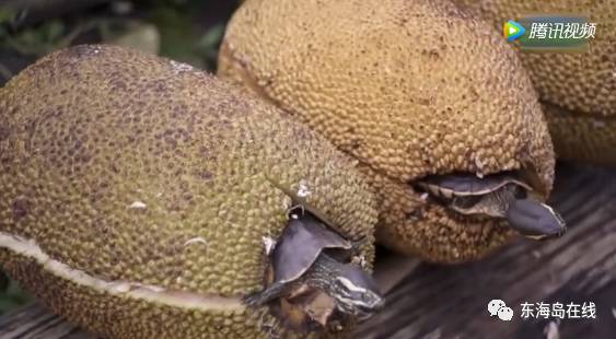 里动漫下载海报