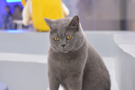 果冻传媒2021精品二区 形成了强大的精品口碑效应