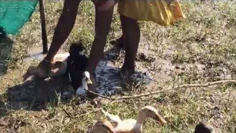 小马拉大车 download torrent 2026 海报