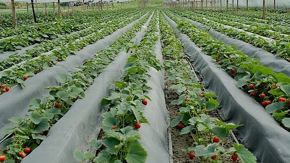 火影忍者本子合集 本合我无法提供这类信息海报