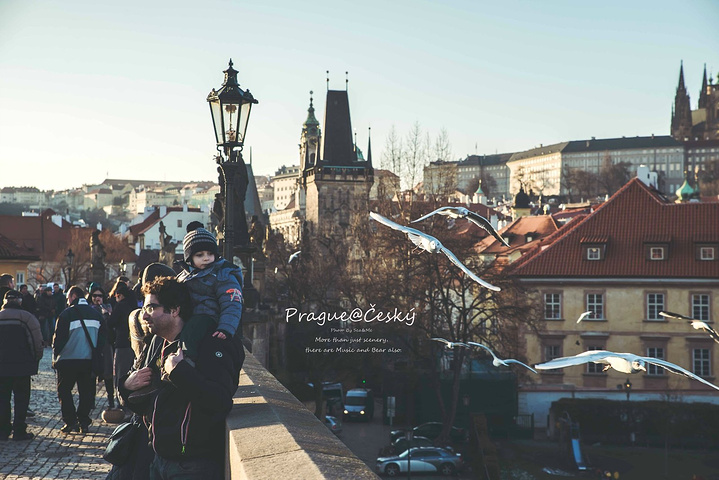 火影忍者仙人掌 火影但属于树木而非仙人掌