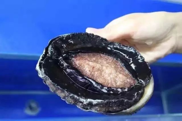 里番库动漫海报