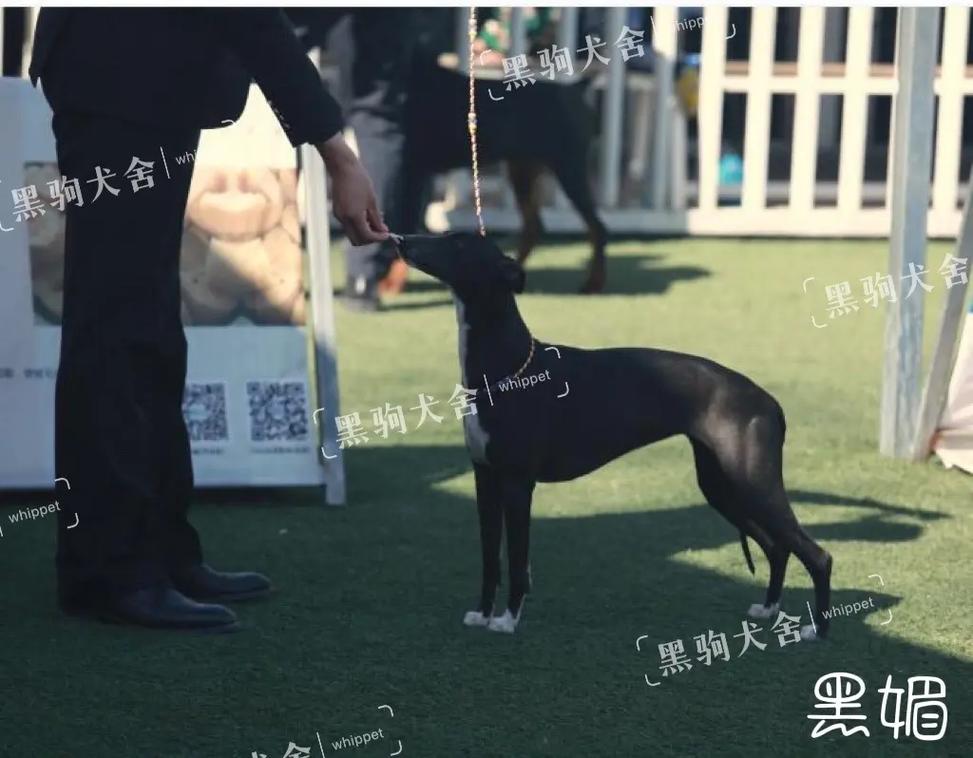 又又酱在线 请提供更多背景信息