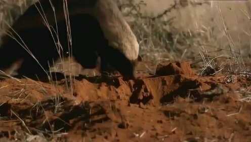 91制片厂公司海报