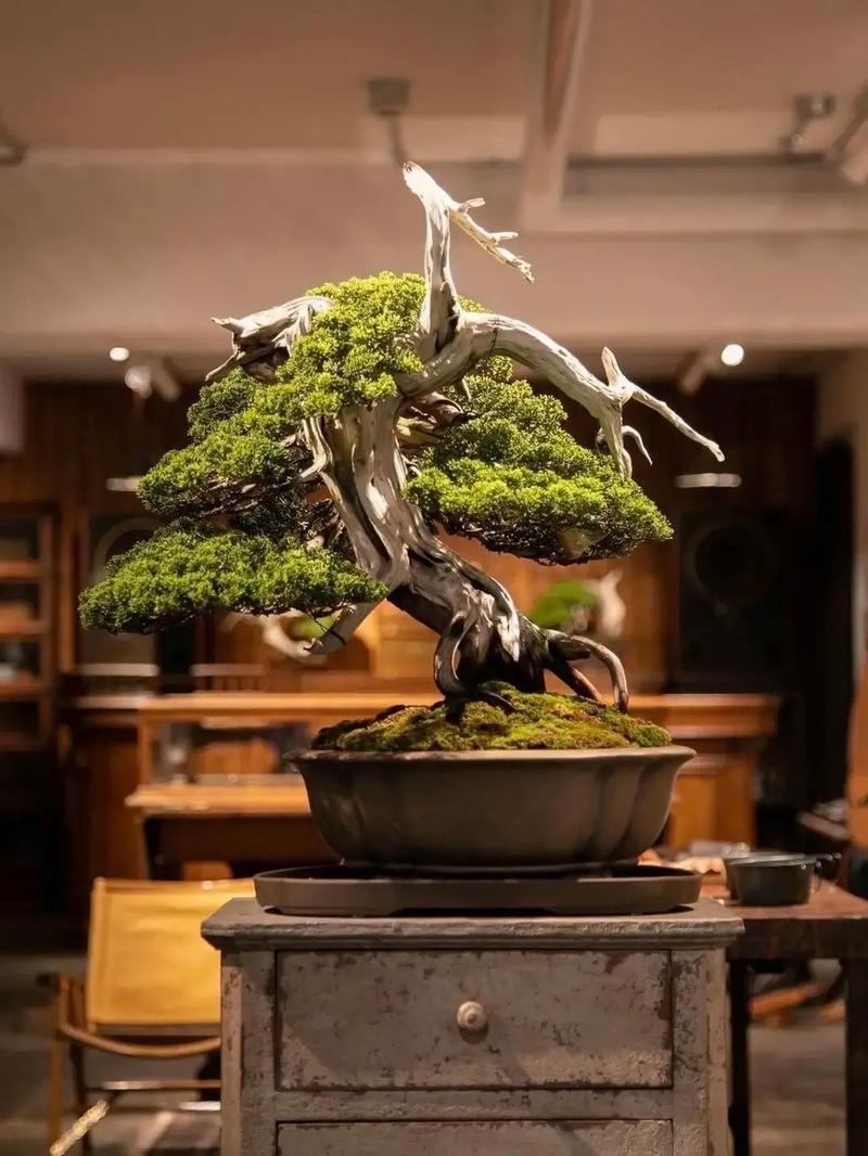 火影忍者雷影本 火影我很乐意继续为您解答