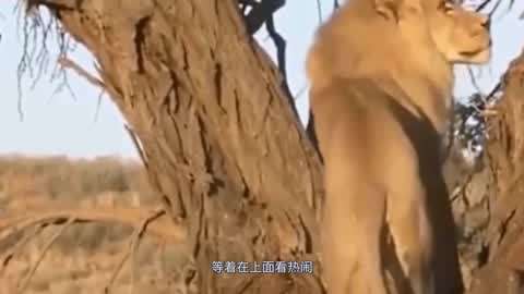 欧美精品免费三级片海报