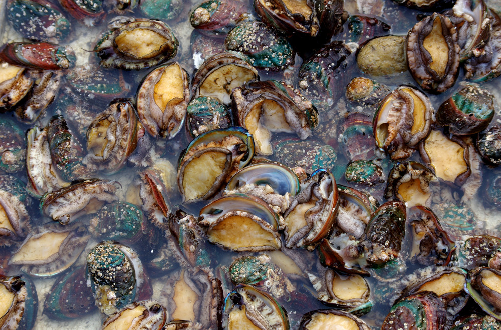 国内在线播放视频 放视游戏、国内好的线播海报