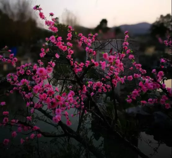 北条麻妃AV天堂亚洲精品海报