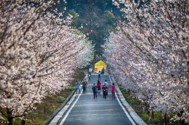 里番911 我非常乐意为你提供帮助海报