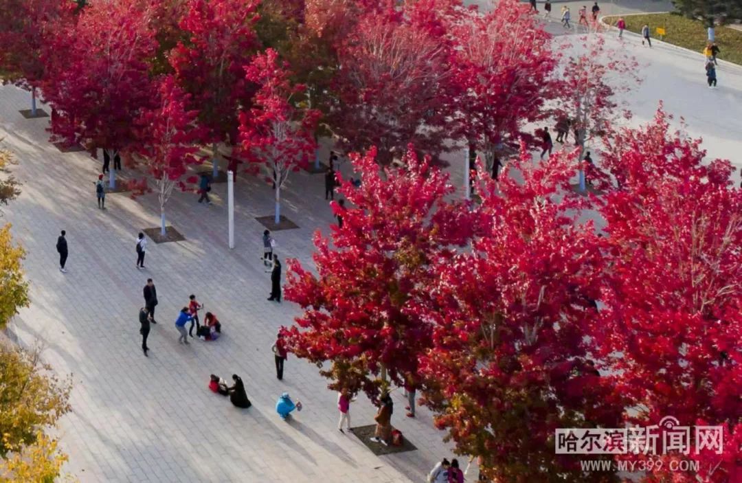 stweetfox视频海报