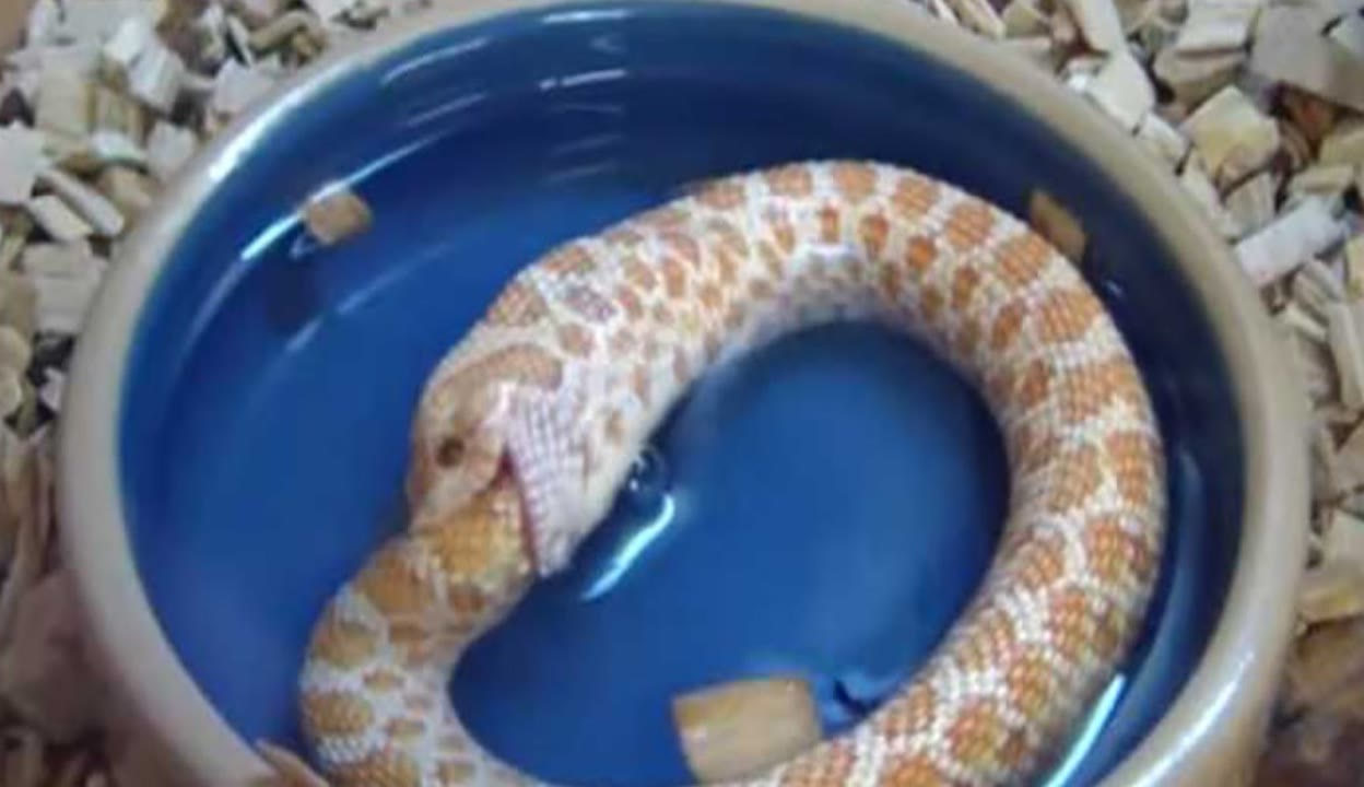 应召男菩萨小说免费阅读 萨小说免读者可参与剧情讨论海报