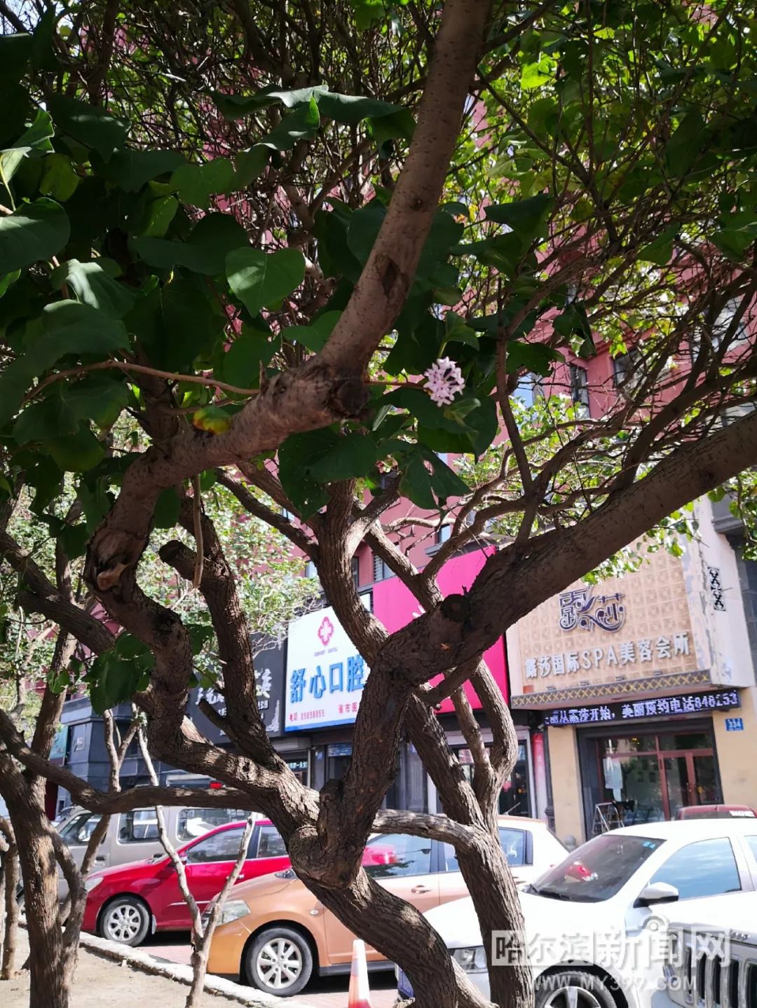 黑料在线下载 下载过程无需复杂注册海报