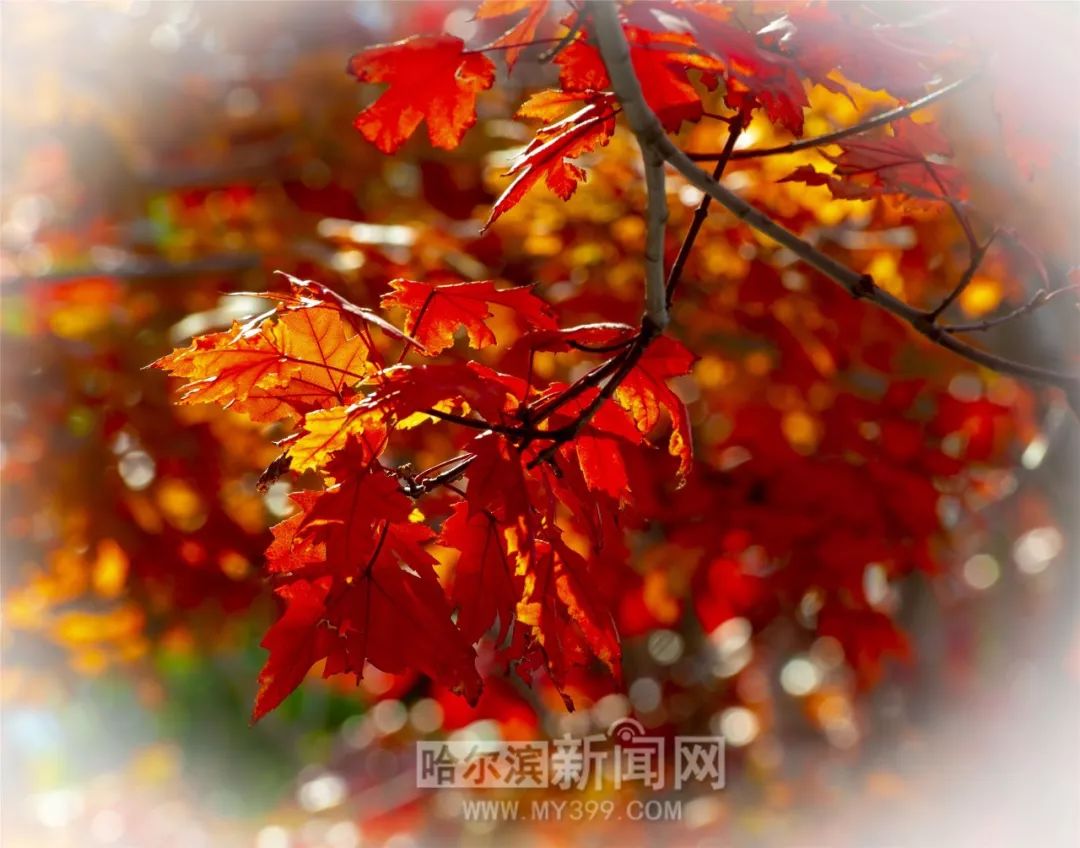 剑来同人动漫 是人动一场跨越时空的共鸣