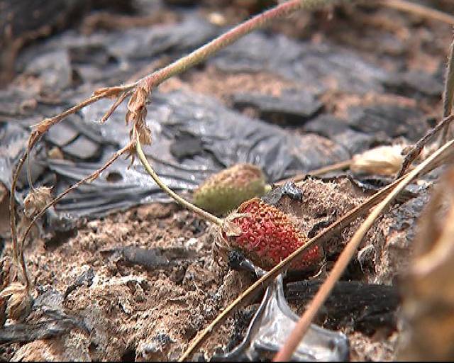 啤酒瓶插逼 我还没有学会回答这个问题