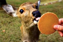 吃瓜论坛官网 短视频、吃瓜氛围轻松