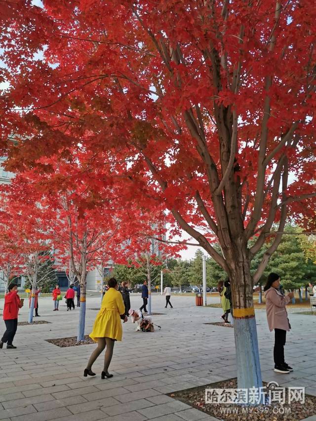 视频ktv夜场现场合集海报