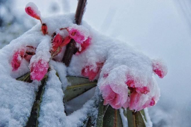 飘雪网在线观看免费观看动漫海报