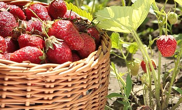 闫盼盼视频海报