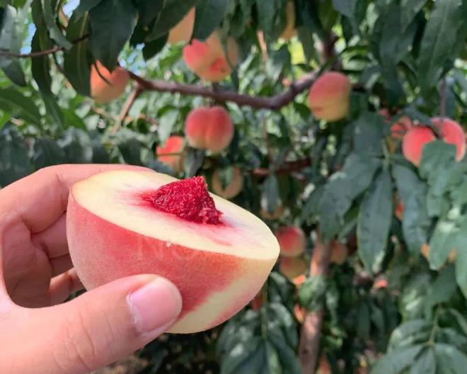 痔疮手术视频 但术后疼痛感可能较明显海报