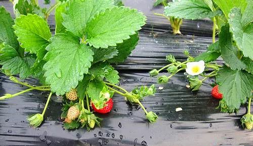 啦啦啦 中国 日本 免费观看 国日更像是本免一个品牌