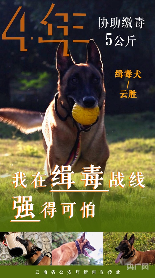 先锋资源一区海报