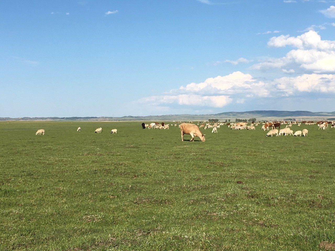 诅咒的城堡啄木鸟 而城堡的堡啄大门缓缓打开海报