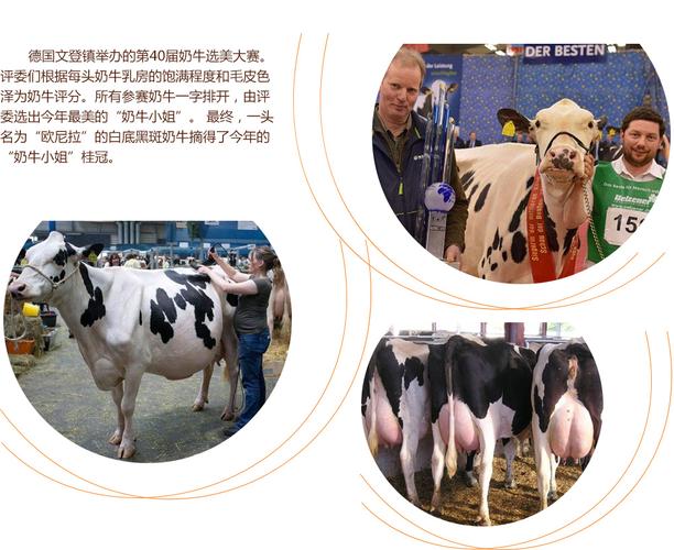 中文字幕一区二区精品区 区区区高质量的精品方向发展海报