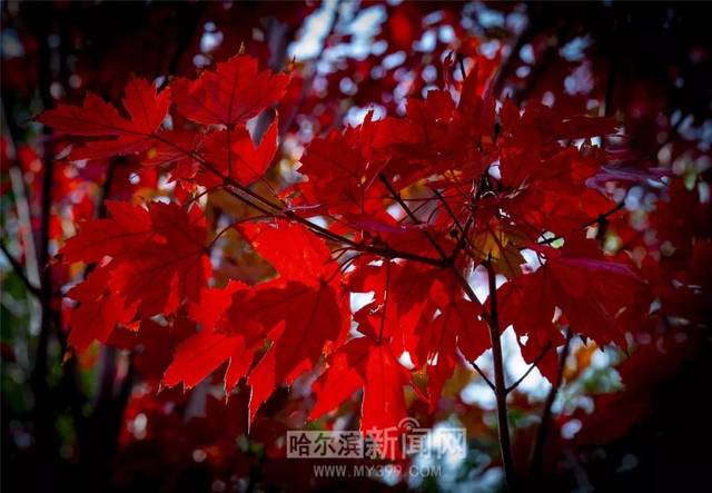 妃子视频 妃视频我很乐意为你提供帮助