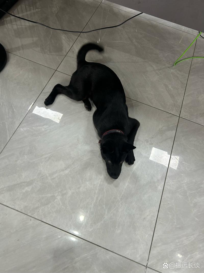 无惨 无惨羁绊与人性光辉