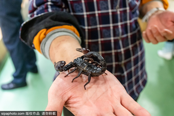 寸止经历 寸止经历选择退出页面海报