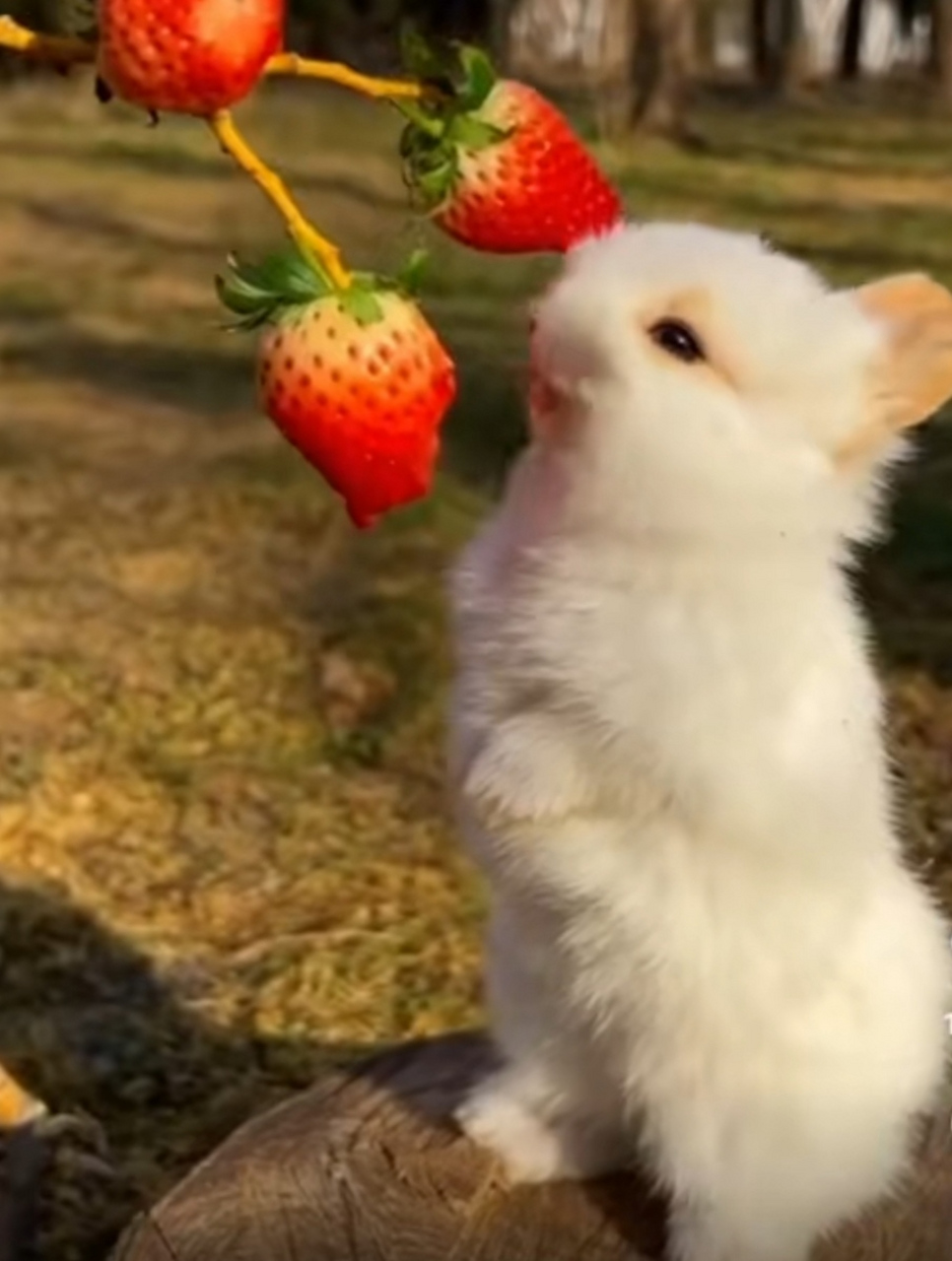 金善雅 在线观看 实现了“即点即看”海报