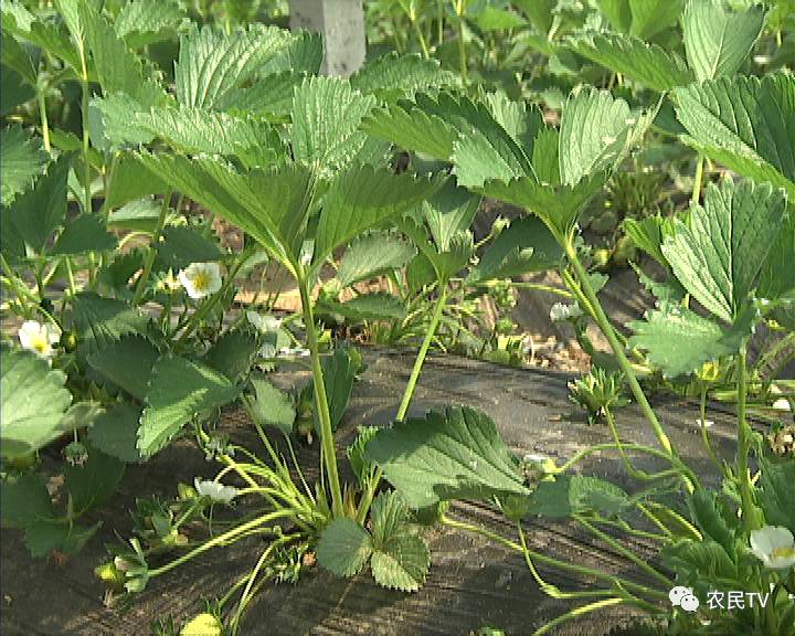 啄木鸟满天星系列电影在线 演员或剧情介绍等公开信息