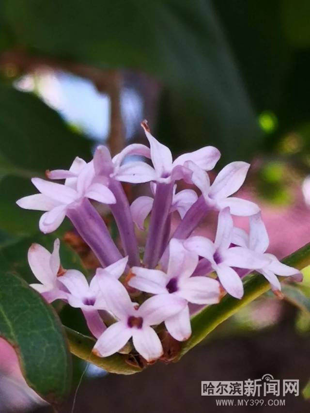 汤姆视频 是汤姆视频来自朋友推荐