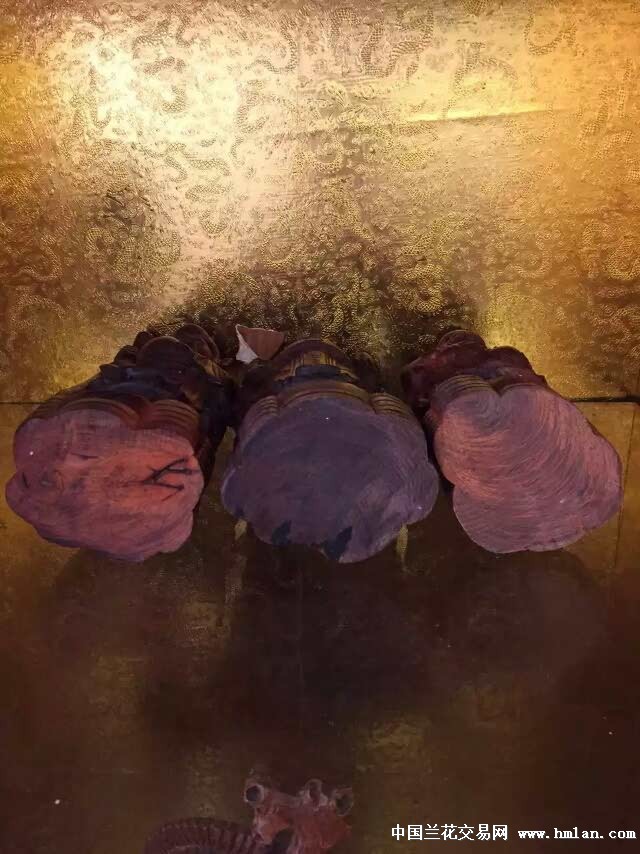 花火火影忍者 日常剧情：常指导博人柔拳海报