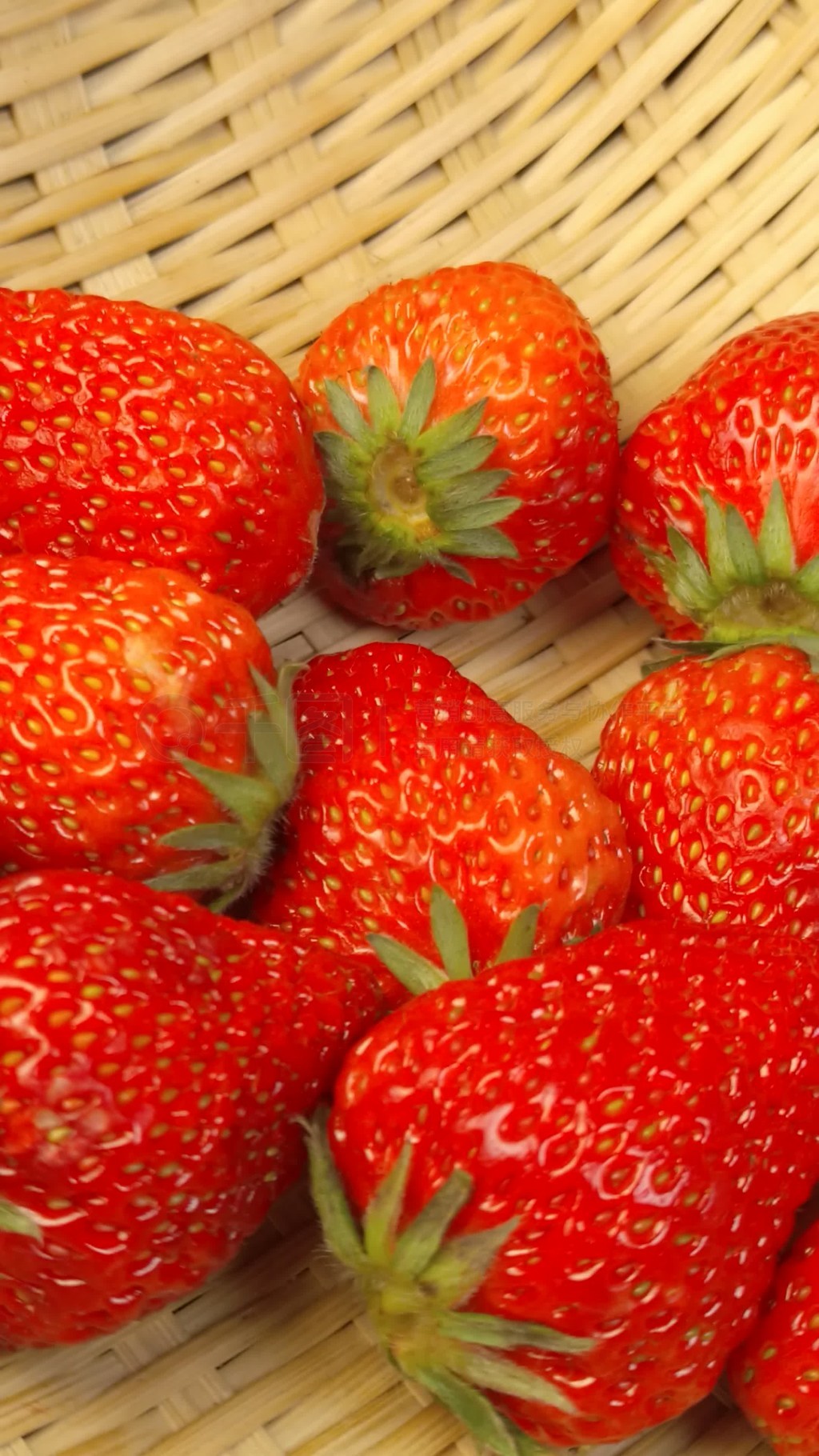 小萌物 完美掌握了让人喜爱的密码