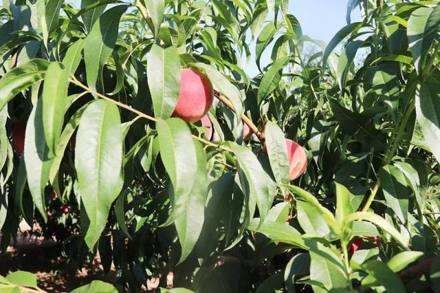 91 pro九色菟 珠光与缎光三种质地海报