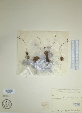 红桃视频在线观看浏览 防止设备感染恶意软件海报