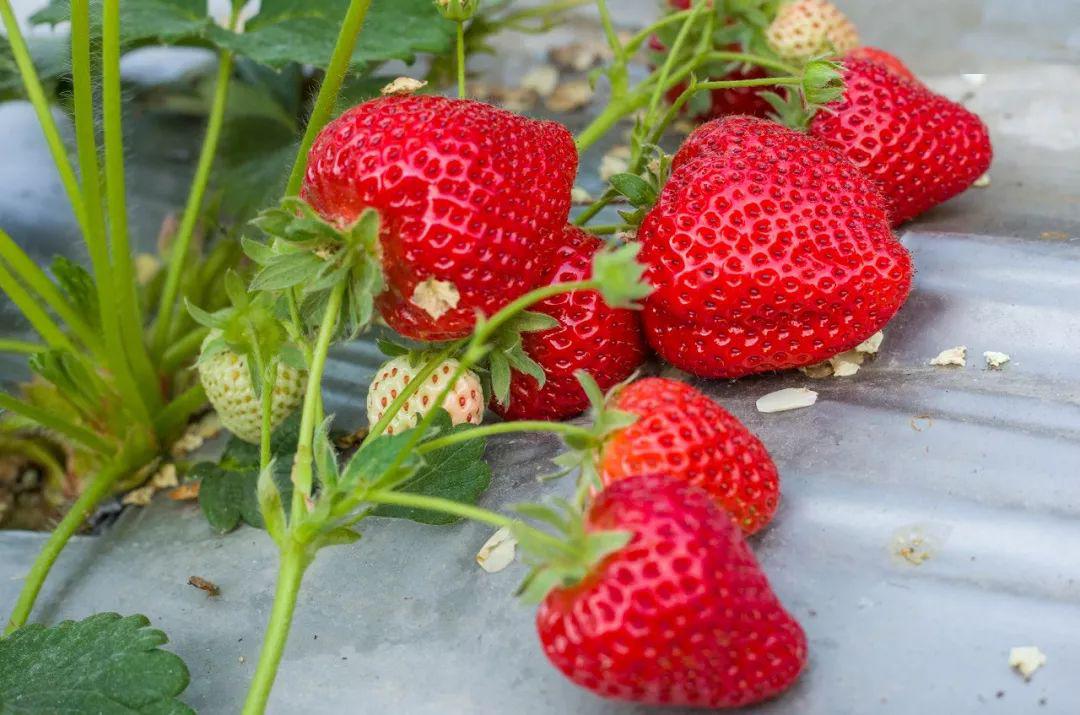 捷 克 街 头 +挑 战 捷克街可以提供更多细节