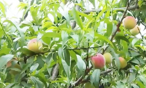 草草影院备用发布页 直接列出可用的草草链接海报