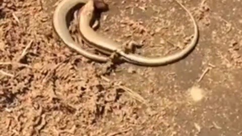 今日头条黑料 长期使用易陷入“信息茧房”