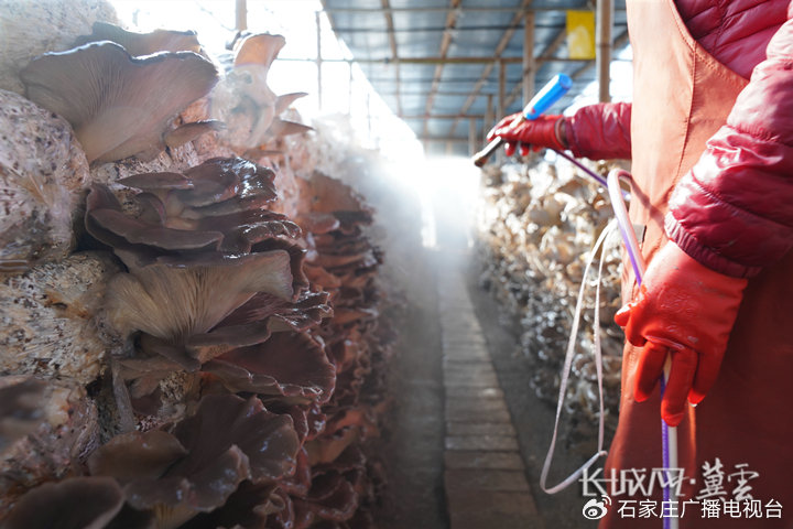 火火影 游戏、火火影和平与牺牲