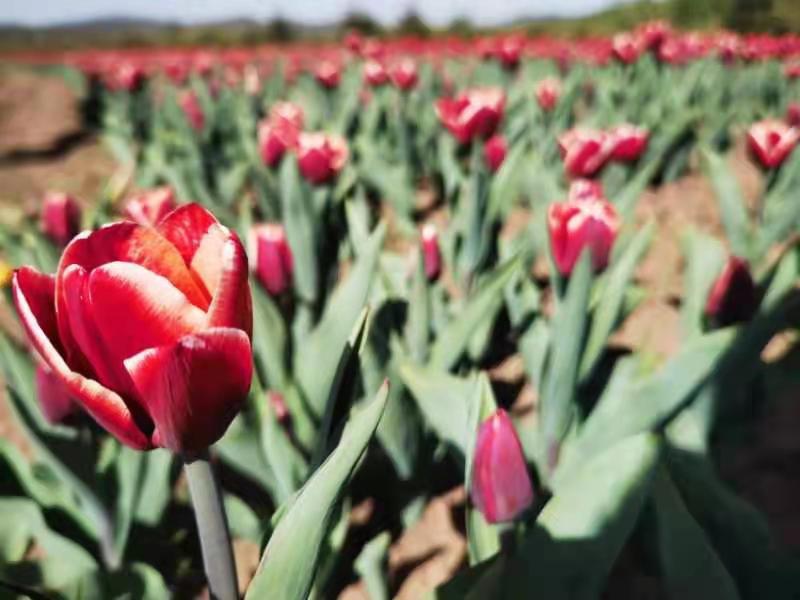 gtv轻量版安装包 安装值得注意的量版是
