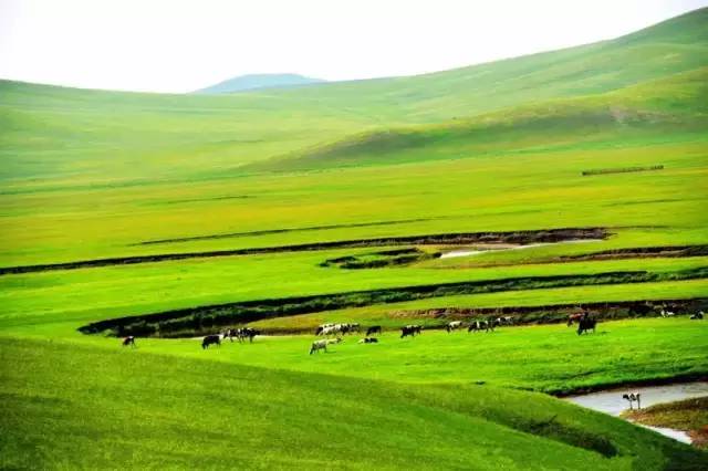 久久99精品久久久久久噜噜 海报