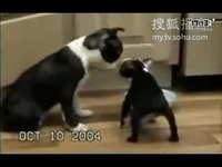 调教电视剧海报