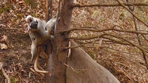 亚洲va国产欧美日韩精品 我非常乐意为你提供帮助海报