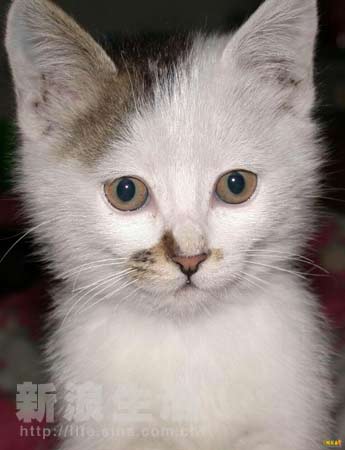 熊猫dunk体育生长清大学 雨天行走安全感充足海报